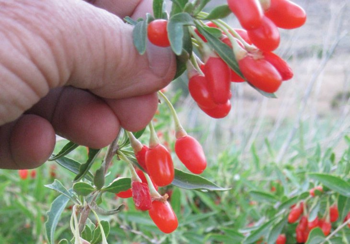 The Goji Berry Plant: Grow the Alpha Superfood in Your Garden